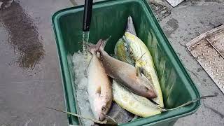 Crazy catching Jumping Amberjack fishes 光榮定置漁場 freshseafoods fishing [upl. by Gilpin399]