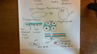 Thrombosis and Antithrombotic Drugs Part 3 [upl. by Natsyrt]