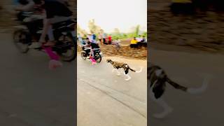 5 शॉन शर्यत  महाराष्ट्र राज्य शॉन शर्यत  shorts dog viral trending [upl. by Ajup]