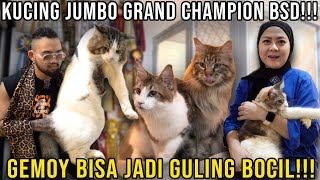 KUCING JUMBO GRAND CHAMPION GEMOY BISA JADI GULING BOCIL AQIRA CATTERY AUDREYA [upl. by Alimak]