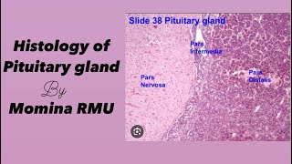 Pituitary gland  Histology  Endocrinology [upl. by Kal804]