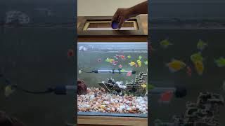 Glofish  tetra  feeding time [upl. by Icnan]