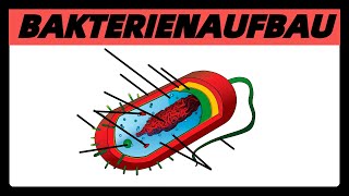 Aufbau der BAKTERIENZELLE  Struktur und Bau der Bakterien Prokaryoten einfach [upl. by Fara]