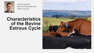 Characteristics of the Bovine Estrous Cycle [upl. by Oker294]