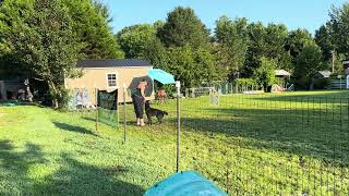 AKC Fetch  Retriever feat Medic Dutch Shepherd and handler Ashley Jacobson [upl. by Arnie101]