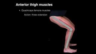 Anterior thigh muscles [upl. by Attoynek]