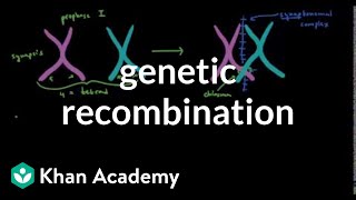 Genetic recombination 1  Biomolecules  MCAT  Khan Academy [upl. by Hayidan]