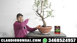 COME PREPARO UN PRE BONSAI CON RAMI LUNGHI [upl. by Tessy]