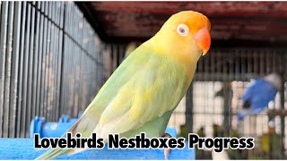 Lovebirds Nestboxes progress after 1 week [upl. by Jamaal]