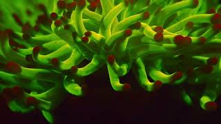 Fluorescing corals and marine life at Waktaobi [upl. by Ahsekyt]