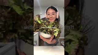 Making different food for a pool party food cooking youtubeshorts korean foodie foodlover [upl. by Jauch]