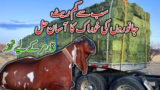 ALFALFA HAY IN PUNJAB PAKISTAN  GOAT FEED FEED FOR GOAT HORSE AND RIBBAT [upl. by Odab]