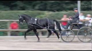 Elitär  Bronzeplatz beim Bundeschampionat Schweres Warmblut 2011 [upl. by Brion]