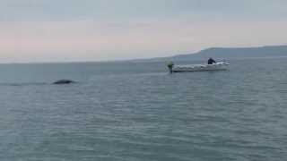 Monster in Lough Foyle [upl. by Sabian498]