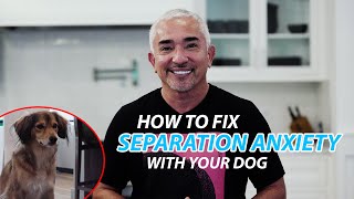 Explaining How To Fix Separation Anxiety With Your Dog [upl. by Hilton]