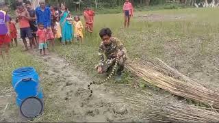 deadly snake rescue n releasedBANDED KRAITBungarus fasciatusNEUROTOXIC venomSAKHAMUTISANKHINI [upl. by Nicko]