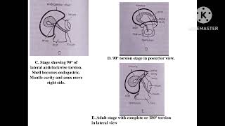 Torsion in mollusc [upl. by Files636]