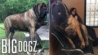 Our GIANT 250lb Mastiff Is Built Like A Wrestler  BIG DOGZ [upl. by Ogden648]