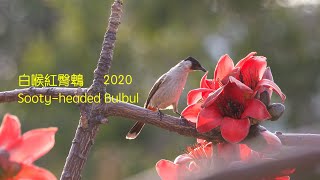 白喉紅臀鵯 2020 Sootyheaded Bulbul [upl. by Nowyt932]