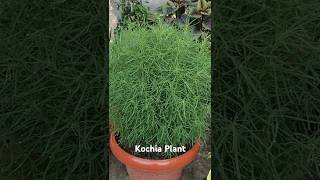 Kochia Plant 🪴 [upl. by Clo962]