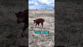 This baby Bison was born with a birth deficiency Poor guy 🥺🦬 pet daily yellowstone farm farm [upl. by Braden]