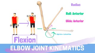 Elbow Joint Biomechanics amp Kinesiology [upl. by Arikahc]