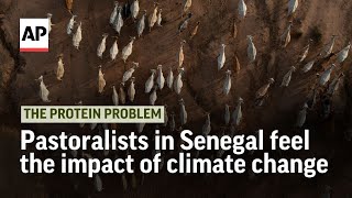 How pastoralists in Senegal are feeling the impact of climate change  The Protein Problem [upl. by Palmore]