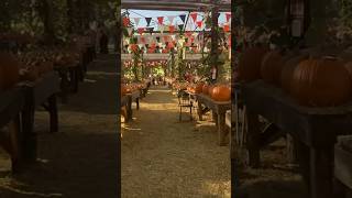 Live Oak Canyon Pumpkin Patch Walk Through [upl. by Ilehs]