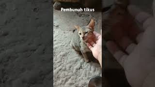 Robot pembasmi tikus [upl. by Synned]