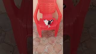 My bird chair enjoy pigeon kabooter chair shortvideo [upl. by Cherie]