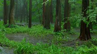 The beautiful forest is raining195  sleep relax meditate study work ASMR [upl. by Cathryn]