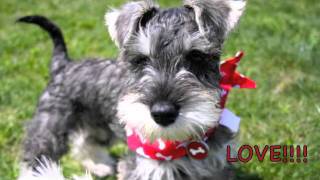 Austin Schnauzer Meetup [upl. by Inasah106]