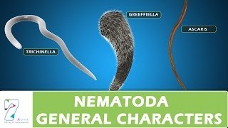 Nematoda General Characters [upl. by Nuzzi]