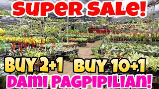 Plants Super Sale sa Ruth D Garden Dami Pagpipilian plants sale garden houseplants aglaonema [upl. by Atniuqal]