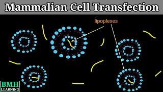 Mammalian Cell Transfection  Transfection Of Mammalian Cells  Transfection In Animal Cells [upl. by Charlean]