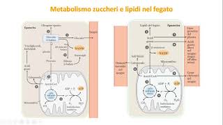 29 Ossidazione degli amminoacidi e integrazione del metabolismo [upl. by Carena]