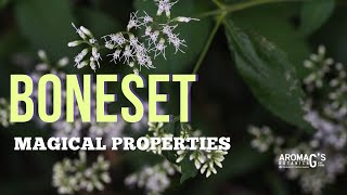 Boneset Magical Properties [upl. by Assillem]