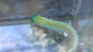 My Flashing Tilefish [upl. by Alick]