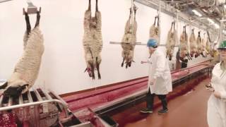 Video Tour of a Lamb Plant Featuring Temple Grandin [upl. by Alebasi]