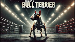 This is a Bull Terrier The Little Dog That Can Kill [upl. by Dur705]