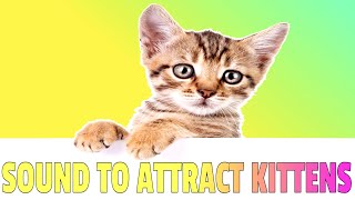 Sounds that attract Kittens  Meow to make kittens come to you [upl. by Ninetta]