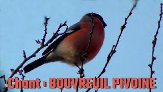 BOUVREUIL PIVOINE chant [upl. by Ulberto]