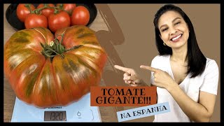 Conheça o TOMATE GIGANTE da Espanha e aprenda fazer PAN TUMACA 3 ingredientes fácil e saudável 😋 [upl. by Wiencke451]