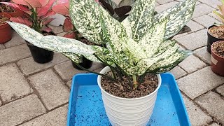 Cacah Aglaonema Big Leaf [upl. by Aiksa221]