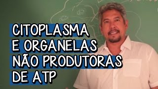 Organização Citoplasmática  Extensivo Biologia  Descomplica [upl. by Nagrom]