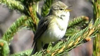 Gesang des Zilpzalp  Chiffchaff  Vogelstimmen Ruf Singvögel [upl. by Cristen]