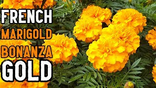 French Marigold Tagetes patula Bonanza Gold Flowers Leaves and Plant Identification amp Detail [upl. by Aihsel831]