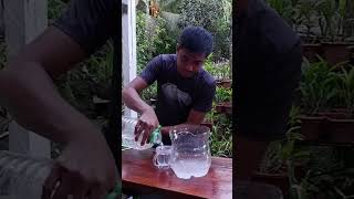 Homemade Organic Insecticide using Kitchen Essentials youtubeshorts shorts [upl. by Seaton648]