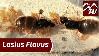 Lasius Flavus the Yellow Meadow Ants  Colony Update Still a Joy to keep [upl. by Berthoud]