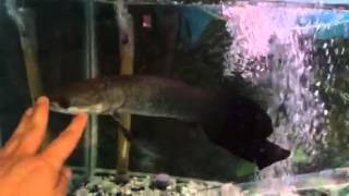 18 Inch Arapaima Gigas At Our Store [upl. by Celka434]